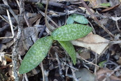 Ledebouria socialis