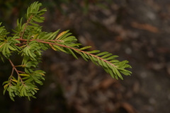 Darwinia procera