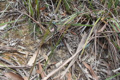 Eusynthemis tillyardi