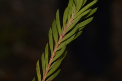 Darwinia procera
