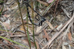 Eusynthemis tillyardi