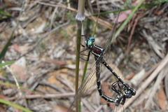 Eusynthemis tillyardi