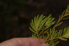 Darwinia procera