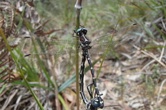 Eusynthemis tillyardi