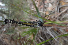 Eusynthemis tillyardi