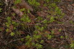 Darwinia procera