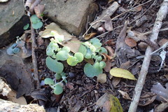 Crassula nemorosa