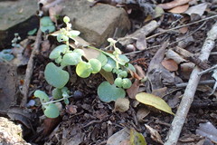 Crassula nemorosa