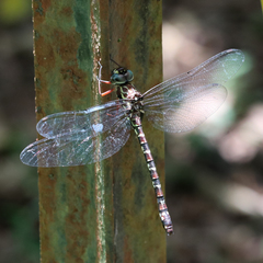 Austroaeschna sigma