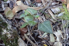 Senecio macroglossus