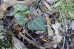 Senecio macroglossus