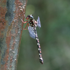 Austroaeschna sigma