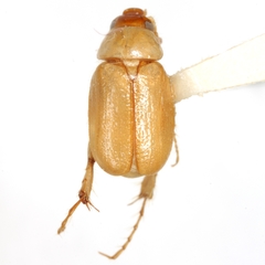 Leptohoplia testaceipennis