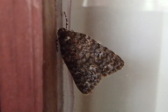 Parelictis saleuta