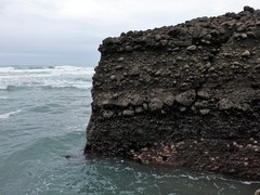 Stichaster australis