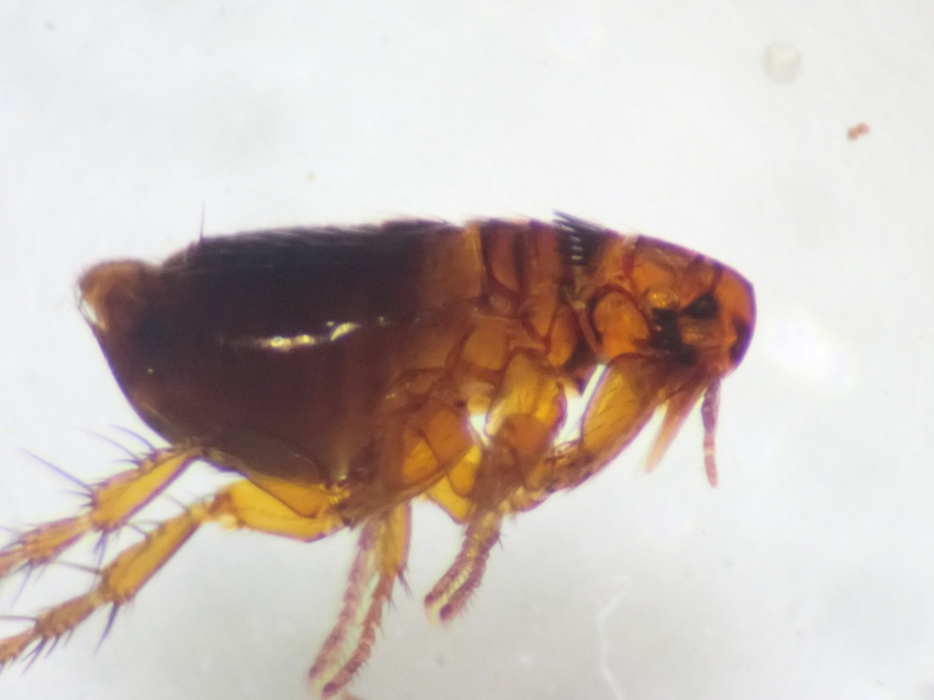 Rabbit Flea