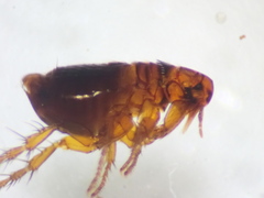 Spilopsyllus cuniculi