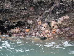 Stichaster australis