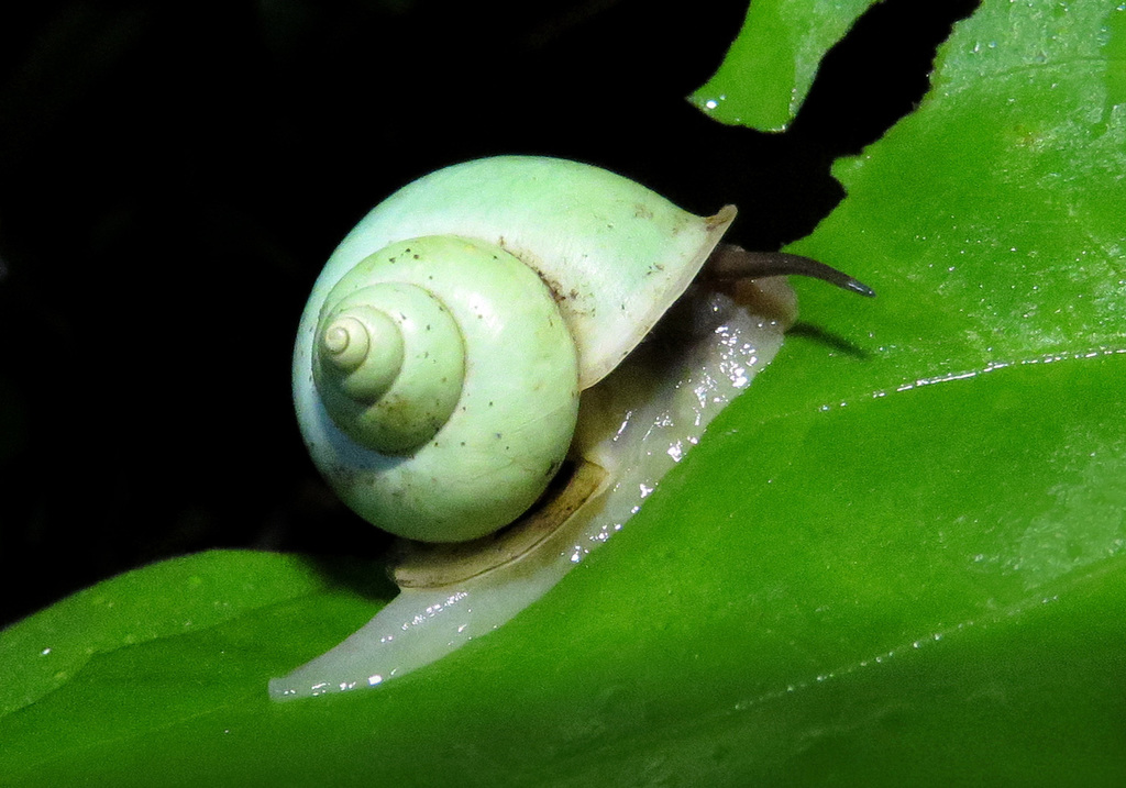 Leptopoma moussoni