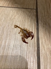 Euscorpius