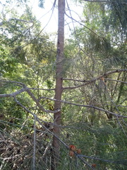 Cylindrococcus spiniferus