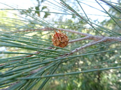Cylindrococcus spiniferus