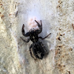 Ocrisiona melancholica