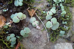Crassula nemorosa