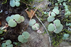 Crassula nemorosa