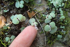 Crassula nemorosa