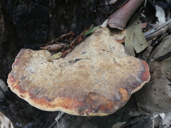 Laetiporaceae