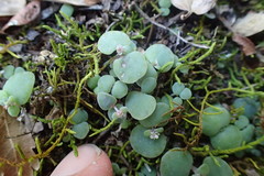 Crassula nemorosa