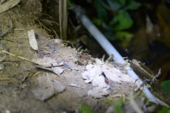 Fejervarya multistriata