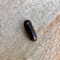 Pseudomorphini