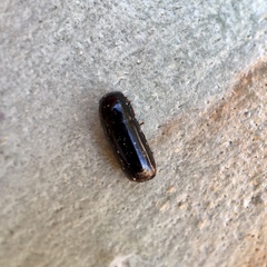 Pseudomorphini
