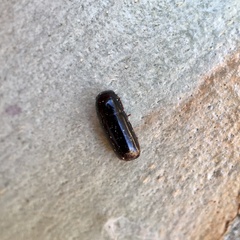 Pseudomorphini