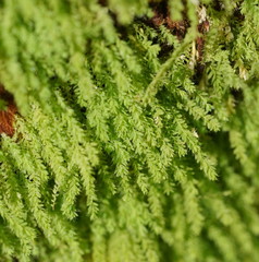 Hymenodon pilifer