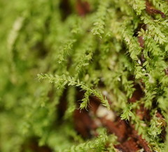 Hymenodon pilifer