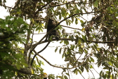 Cercopithecus nictitans
