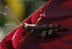 Apalacris varicornis