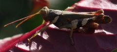 Apalacris varicornis