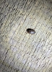 Mitophyllus