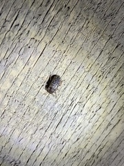 Mitophyllus