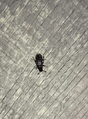 Mitophyllus