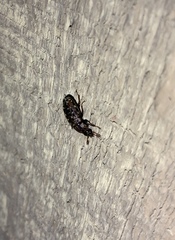 Mitophyllus