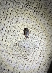 Mitophyllus