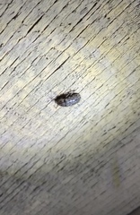 Mitophyllus