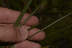 Lomandra fluviatilis