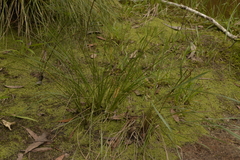 Lomandra fluviatilis