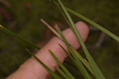 Lomandra fluviatilis